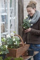 Plant a handle basket with Helleborus niger (Christmas rose)