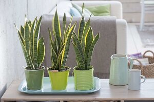 Sansevieria trifasciata 'Laurentii' (Bogenhanf) in grünen Blech-Toepfen