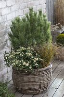 Korb winterfest bepflanzt : Pinus (Kiefer) , Skimmia japonica 'Kew White'