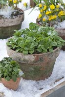 Feldsalat (Valerianella locusta) als Wintersalat im Tontopf