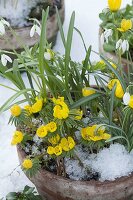 Tontopf mit Eranthis hyemalis (Winterlingen) und Galanthus nivalis