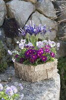 Betula bark bowl with Primula X pruhoniciana 'Wanda'