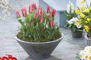 Tulipa greigii 'Plaisir' and Crocus in a gray shell