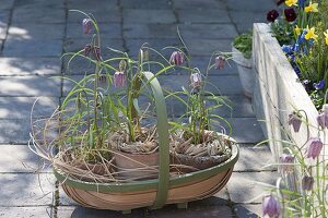 Pots with Fritillaria meleagris (checkerboard flower) in basket