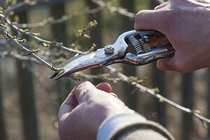 Frau lichtet Stachelbeere ((Ribes uva-crispa) im Frühling aus