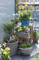 Spring terrace with Primula veris, Viola cornuta