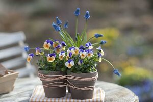 Viola cornuta penny 'Peach Jump Up' and Muscari armeniacum