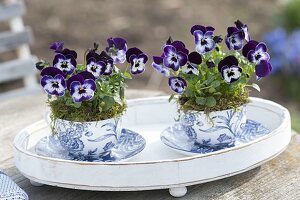 Viola cornuta Penny 'Mickey' (horn violet) in blue-white cup