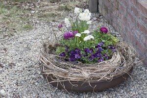 Eiserne Feuerschale mit Bellis (Tausendschön), Viola cornuta (Hornveilchen)