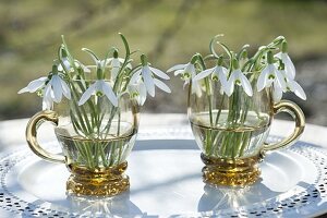 Small bouquets of Galanthus nivalis in glass cups