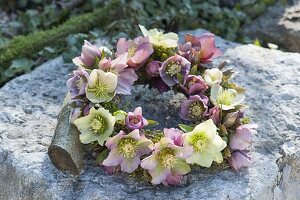 Wreath made of helleborus orientalis (lenten hellebore) flowers