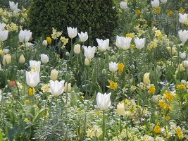 White-yellow spring in the Freising court garden