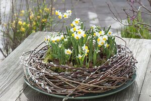 Narcissus canaliculatus, a small wild daffodil