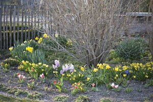 Spring garden with Narcissus (Narcissus), Hyacinthus (Hyacinth)