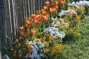 Bed with Tulipa 'Ballerina' with Iberis 'Snowball'