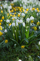 Leucojum vernum (Märzenbecher), Eranthis hyemalis (Winterlinge)