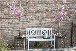 Almond trees in baskets and white bench in front of brick wall
