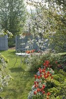 Bed with Tulipa 'Ballerina', Iberis