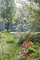 Bed with Tulipa 'Ballerina', Iberis