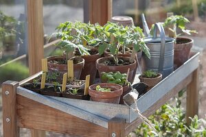 Build and set up the greenhouse