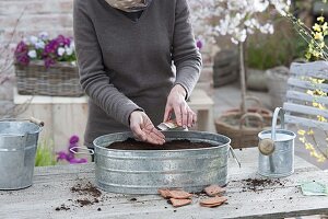 Grow radish in a zinc pan