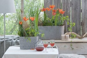 Tulips in the conservatory combined with grasses and leaves