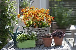 Plant basket with slipper flowers