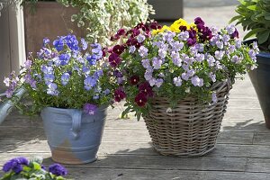 Basket with viola cornuta (horn violet) in red, light purple and blue