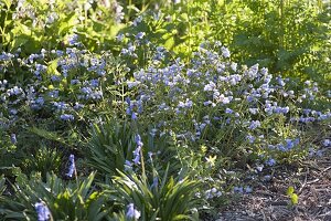 Polemonium Reptans 'Firmament' (Low Jacob's Ladder)