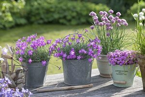 Dianthus gratianopolitanus 'Eydangeri' Whitsun carnations in zinc pots