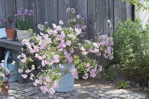 Pelargonium 'Pink Champagne' (scented geranium) with ginger scent