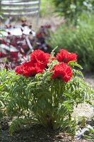 Leuchtend roter Papaver orientale 'Carmen' (Türkischer Mohn)