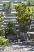 Balkon mit mediterranen Pflanzen : Citrofortunella microcarpa (Calamondine)