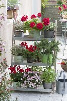 Plant stairs made of sheet metal with geranium and herbs