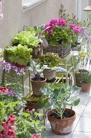 Plant stairs made of metal with vegetables, salads (lactuca), kohlrabi