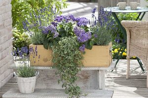 Blue-violet scent box with lavender (Lavandula), heliotropium