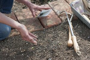 Vegetable sowing in organic garden