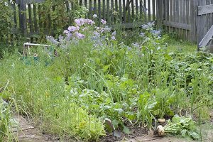 Ernte von gelben Mairübchen im Biogarten