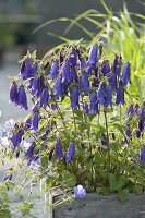 Campanula punctata X trachelium 'Sarastro' (bellflower)