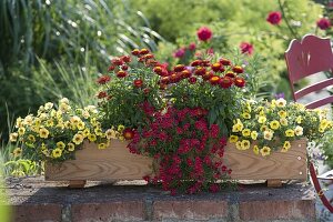 Selbstgebauter Holz-Kasten rot-gelb bepflanzt : Bracteantha Dazette 'Flirt'