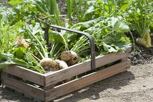 Ernte von gelben Mairübchen im Biogarten