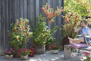 Naschterrasse mit Johannisbeeren