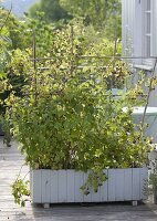 Himbeeren in selbstgebauten Kasten pflanzen