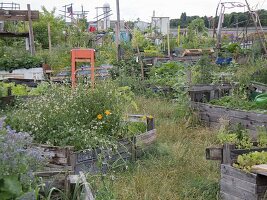 Urban Gardening Berlin