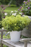 Lush bouquet of Alchemilla mollis