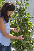 Frau pflückt Himbeeren (Rubus)