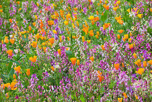 Einjährige Blumenwiese