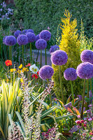 Allium Globemaster wächst in Kies mit Islandmohn - violett, Alliumzwiebel, Zwiebel