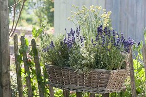 Korbkasten mit Kräutern am Zaun aufgehängt : Lavendel (Lavandula)