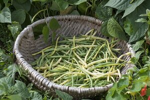 Frisch gepflueckte Buschbohnen (Phaseolus) im Korb am Beet